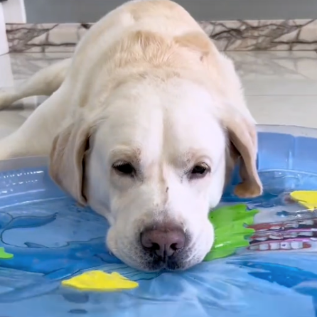AquaPlay – Spielen, Abkühlen und Ausruhen auf einer einzigen Matte.