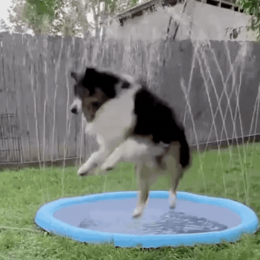 SplashPaw Speelfontäne – Wasserspaß und Abkühlung für deinen Hund.