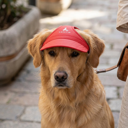 DogCap Sonnenschutz für Hunde — schützt Augen und Schnauze