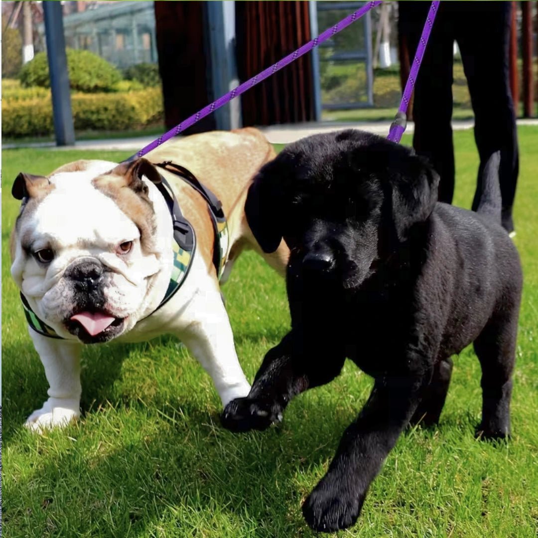 DuoWalk™ - Ontspannen wandelen met 2 hondenMaison Pets4776876665921-V2Rood