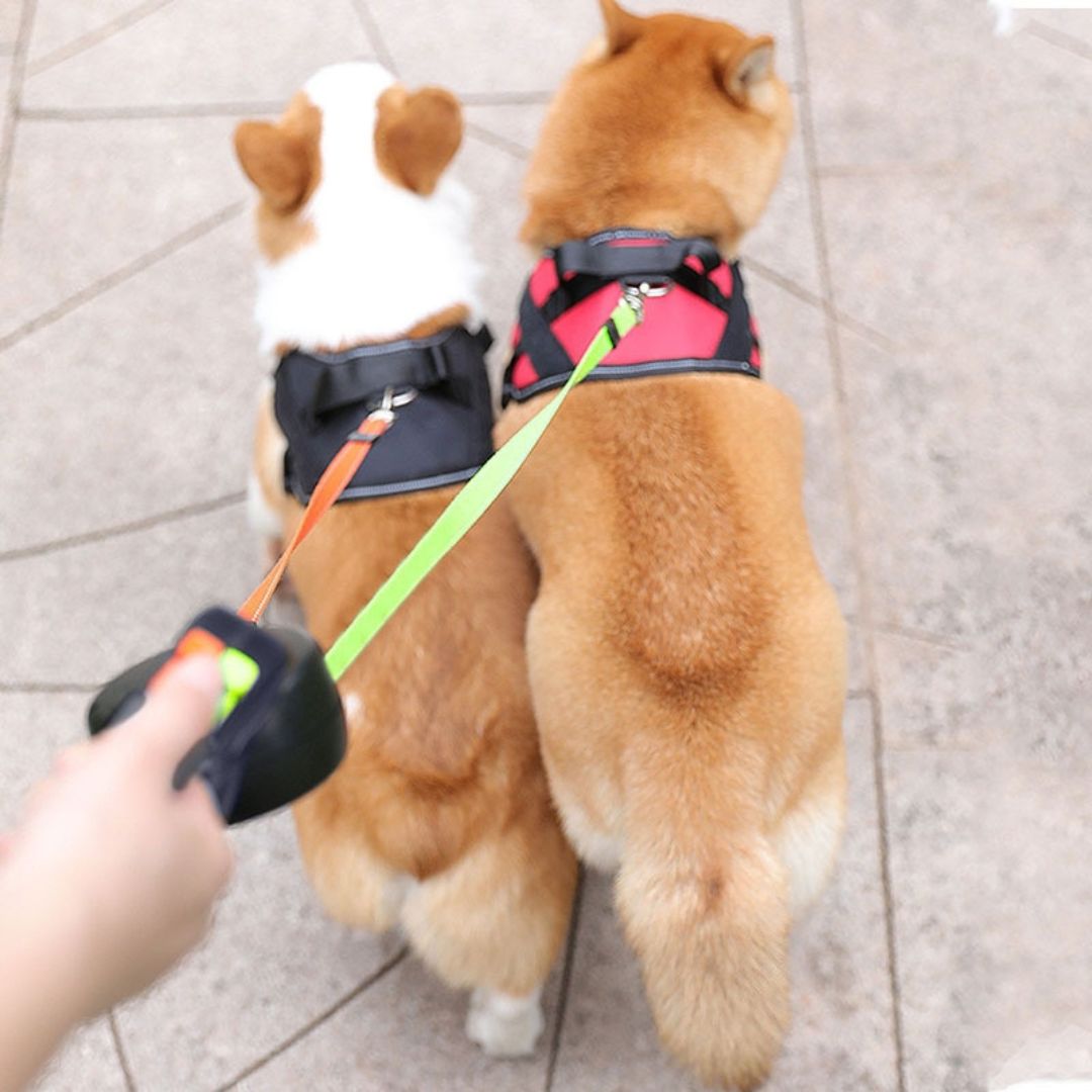 NightWalk™ - Twee honden. Nooit meer verstrengeld. Dag & nacht.Maison Pets5021651643270-V2Blauw